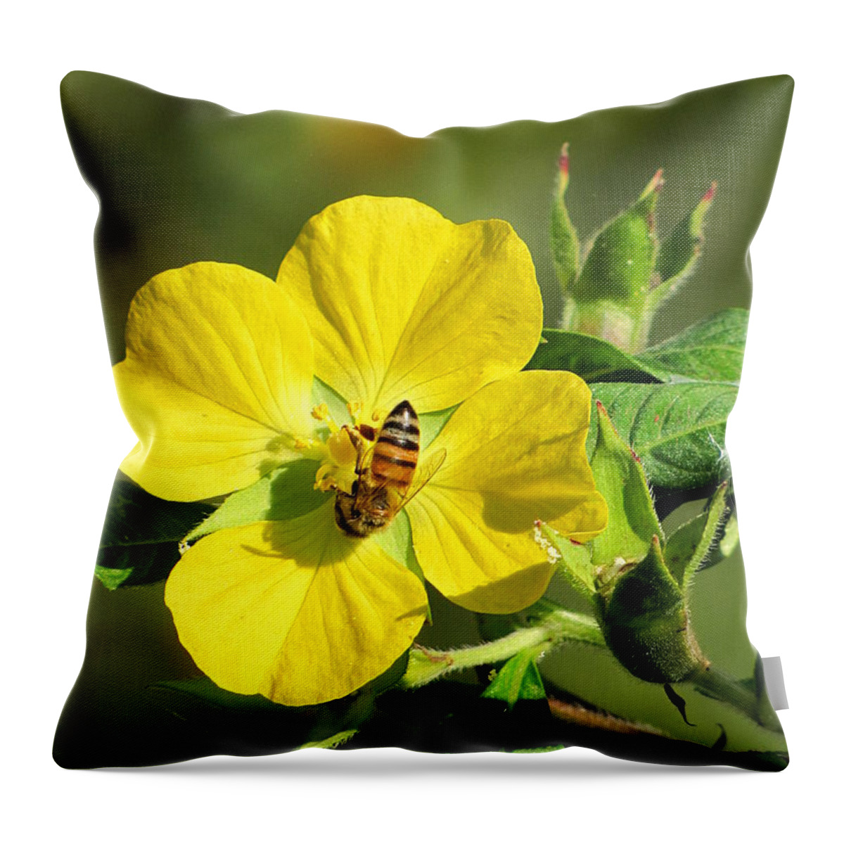Yellow Evening-primrose Throw Pillow featuring the photograph Yellow Primrose and Honey Bee 000 by Christopher Mercer
