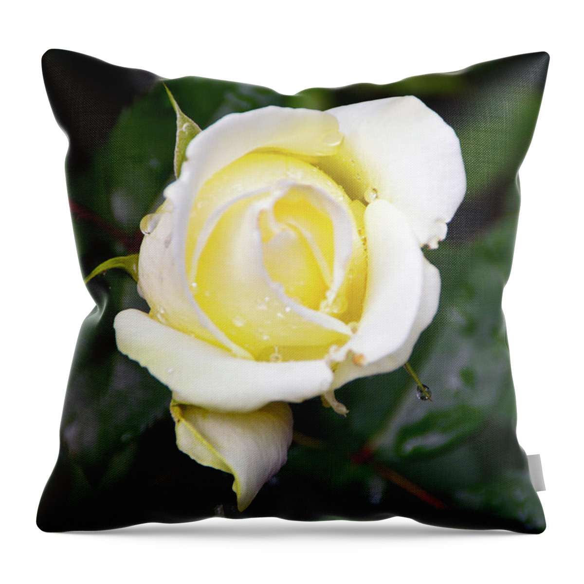 Yellow Throw Pillow featuring the photograph Yellow Rose 1 by Brian O'Kelly