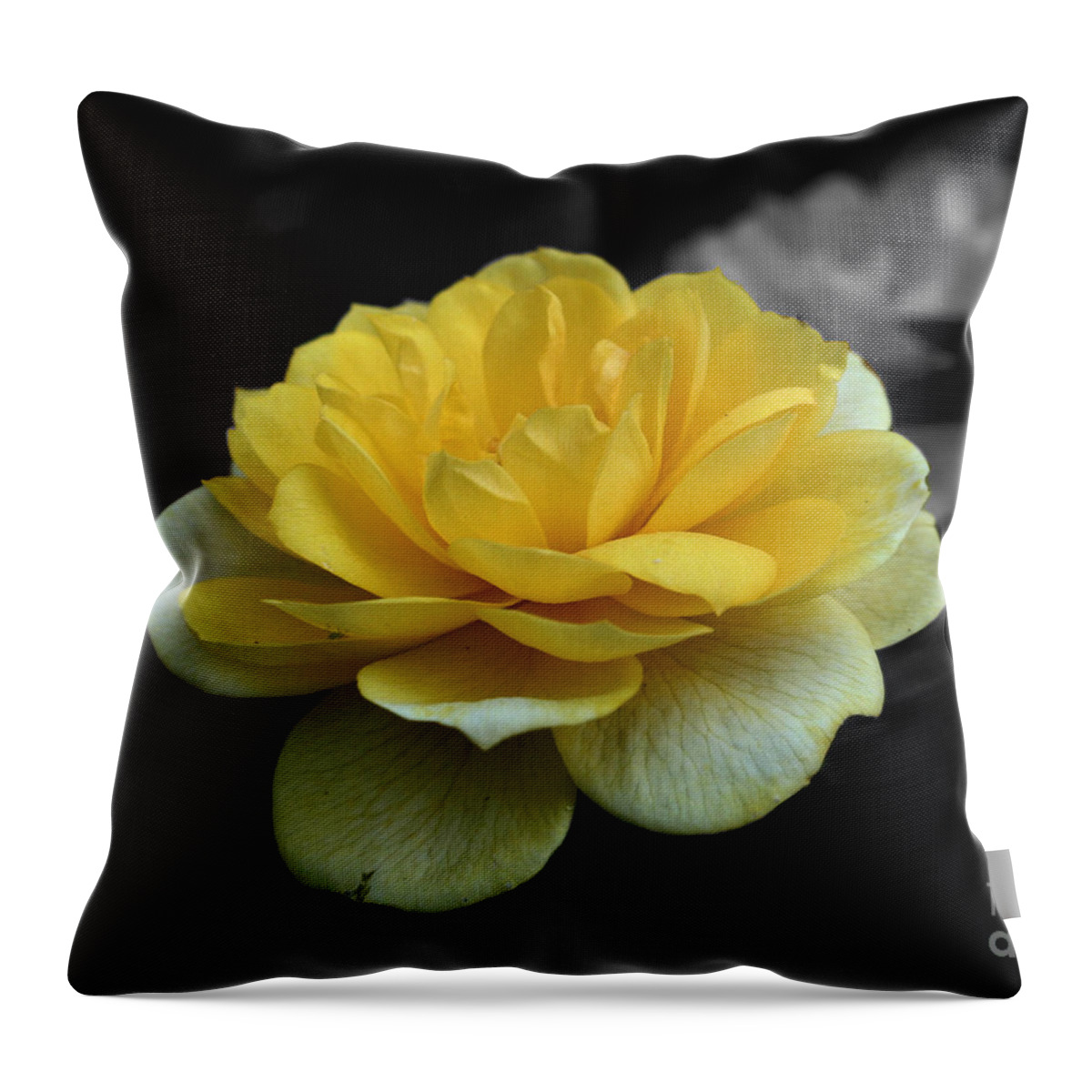 Rose Throw Pillow featuring the photograph Yellow Rose In Bloom by Smilin Eyes Treasures