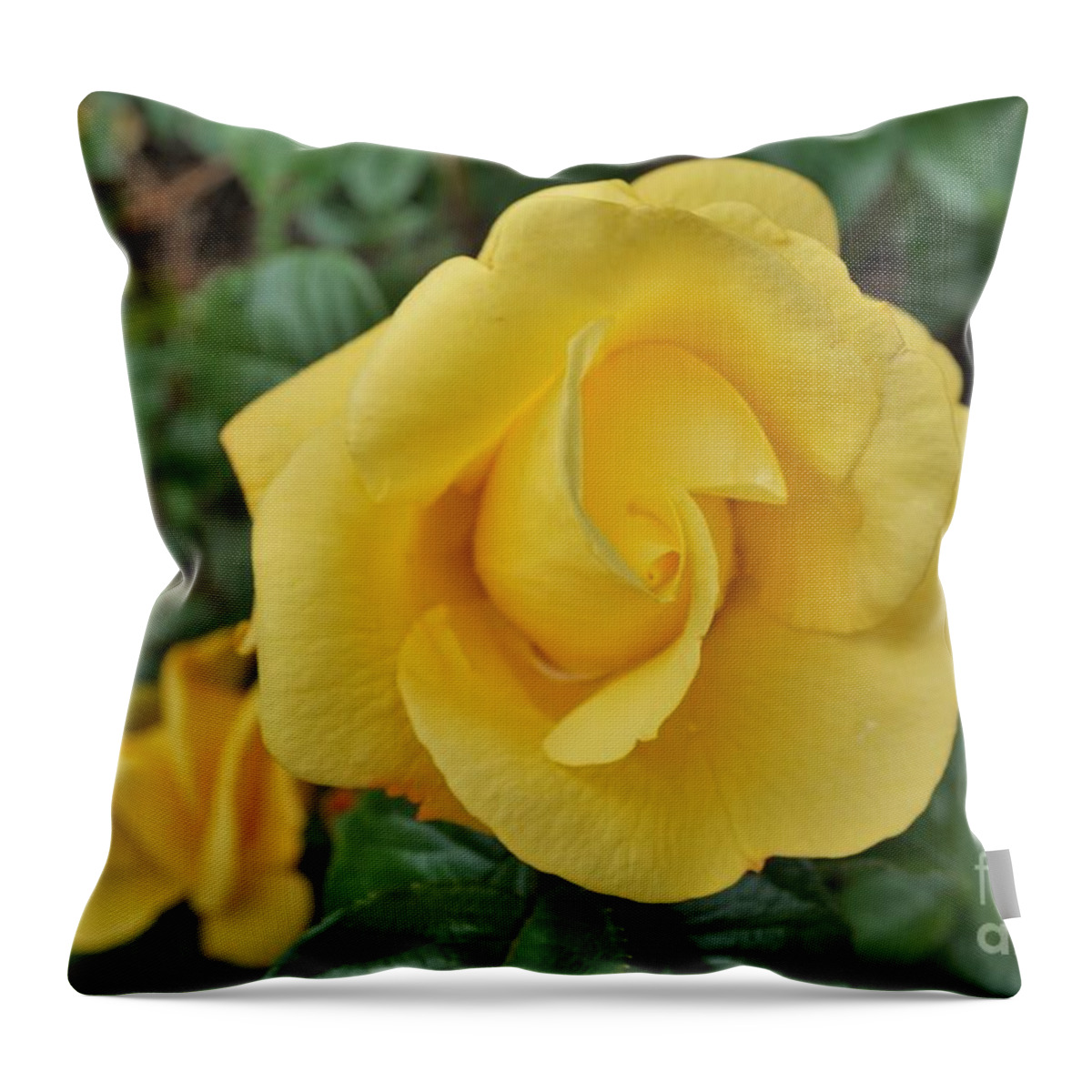 Rose Throw Pillow featuring the photograph Yellow rose by Merle Grenz