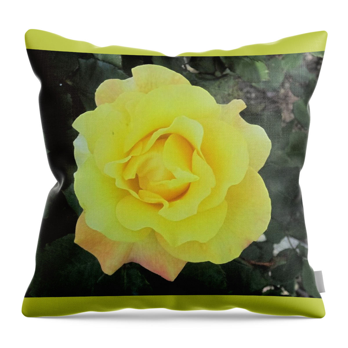 Photos Y Paul Meinerth Throw Pillow featuring the photograph Yellow Rose by Paul Meinerth