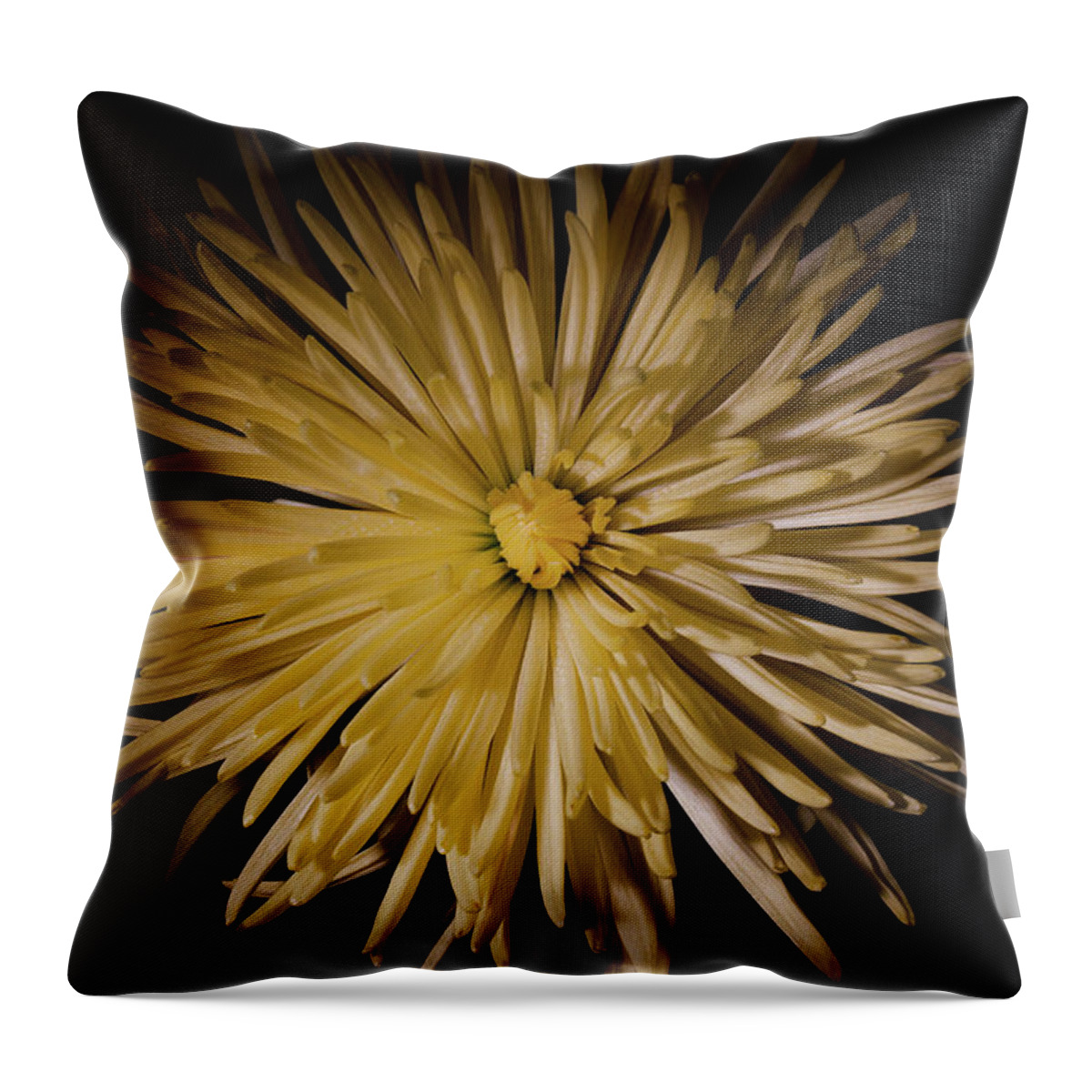 Chrysanthemum Throw Pillow featuring the photograph Yellow Spider Mum by Eugene Campbell