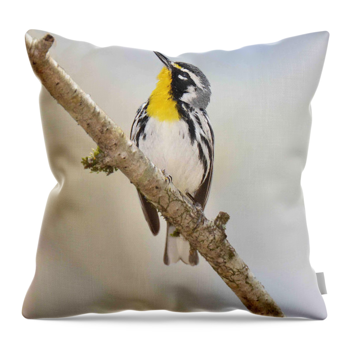 Bird Throw Pillow featuring the photograph Yellow-throated Warbler by Alan Lenk