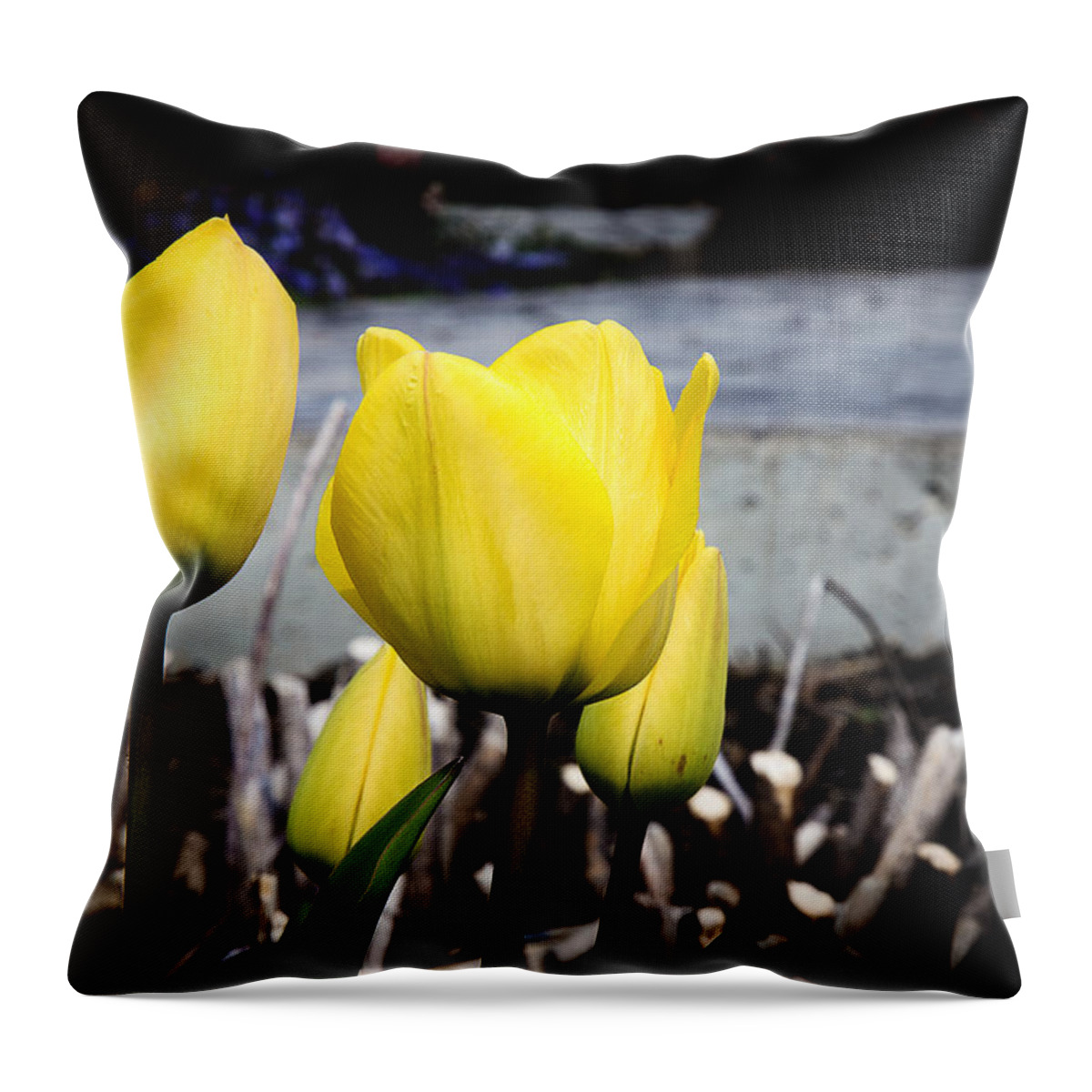 Tulip Throw Pillow featuring the photograph Yellow Tulips by Milena Ilieva