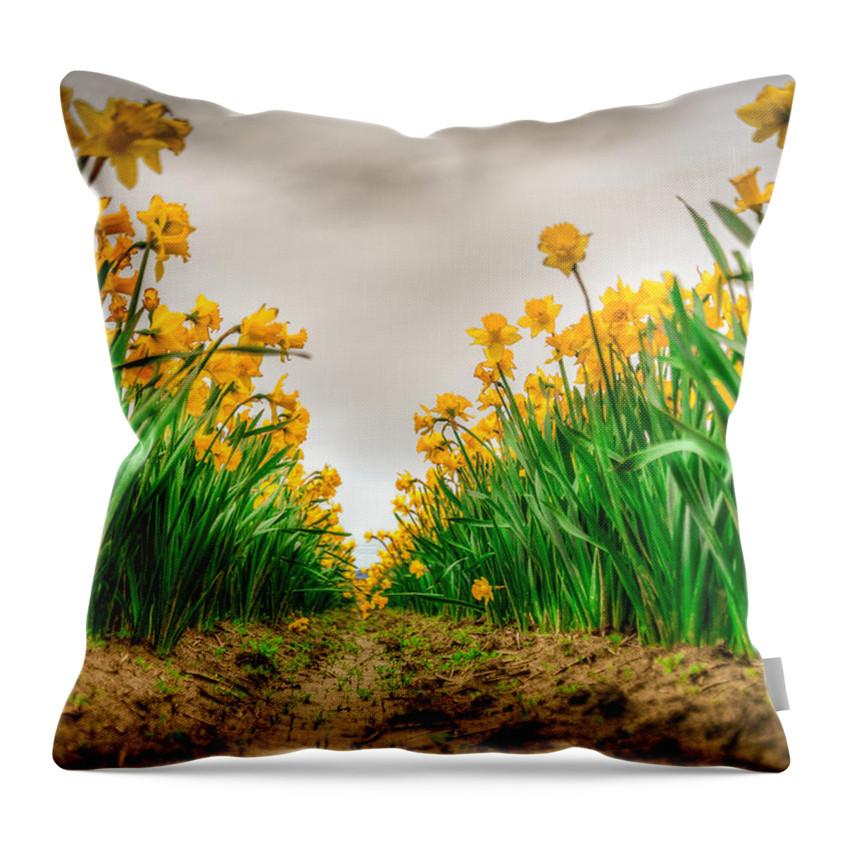 Daffodil Throw Pillow featuring the photograph Daffodil Row by Spencer McDonald