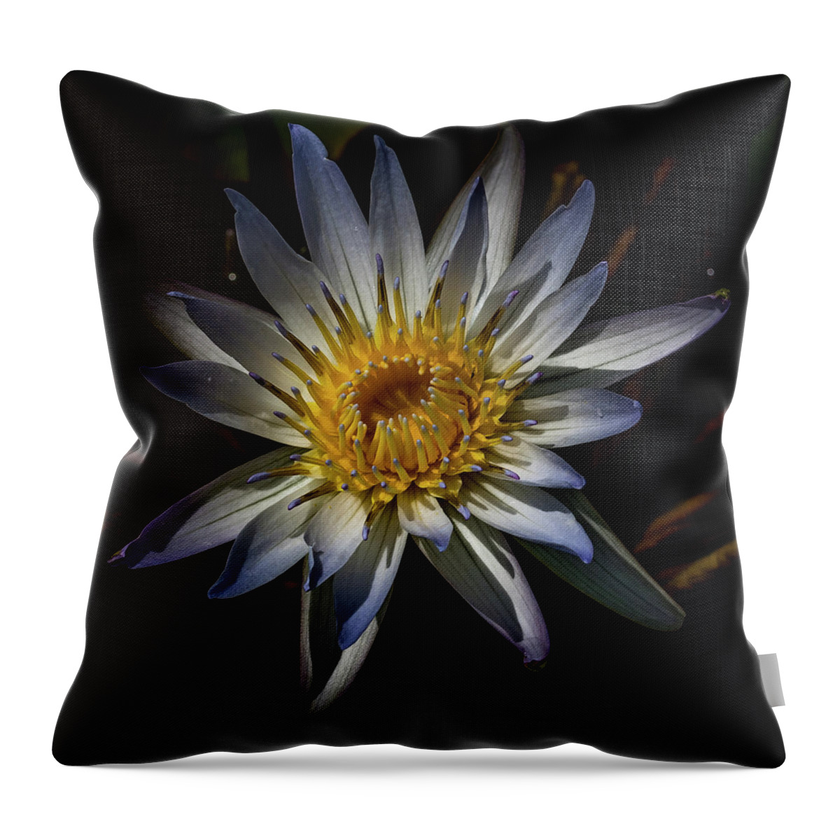 Lily Throw Pillow featuring the photograph Yellow Water Lily by Paul Freidlund
