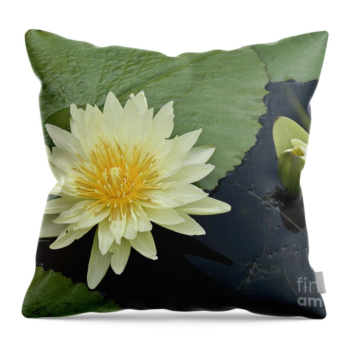 Water Llilies Throw Pillow featuring the photograph Yellow Water Lily with bud Nymphaea by Heiko Koehrer-Wagner