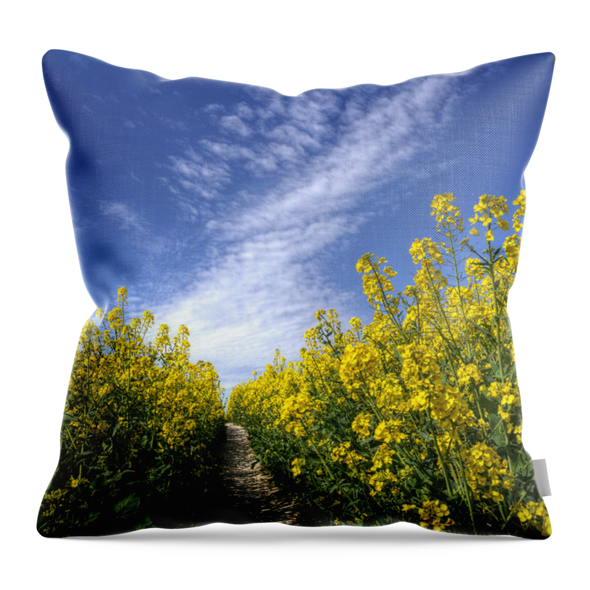 Rapeseed Throw Pillow featuring the photograph Yellow, White and Blue by Hazy Apple