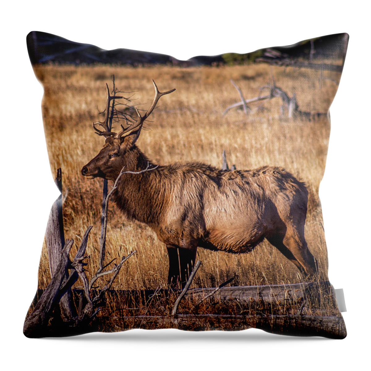 Elk Throw Pillow featuring the photograph Yellowstone Bull Elk by Jen Manganello
