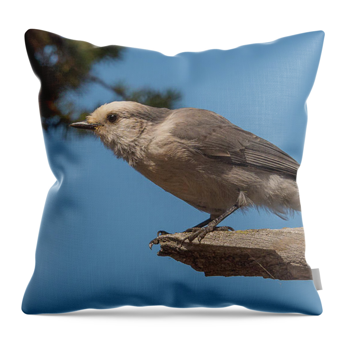 Grey Jay Throw Pillow featuring the photograph Yellowstone Grey Jay by Yeates Photography