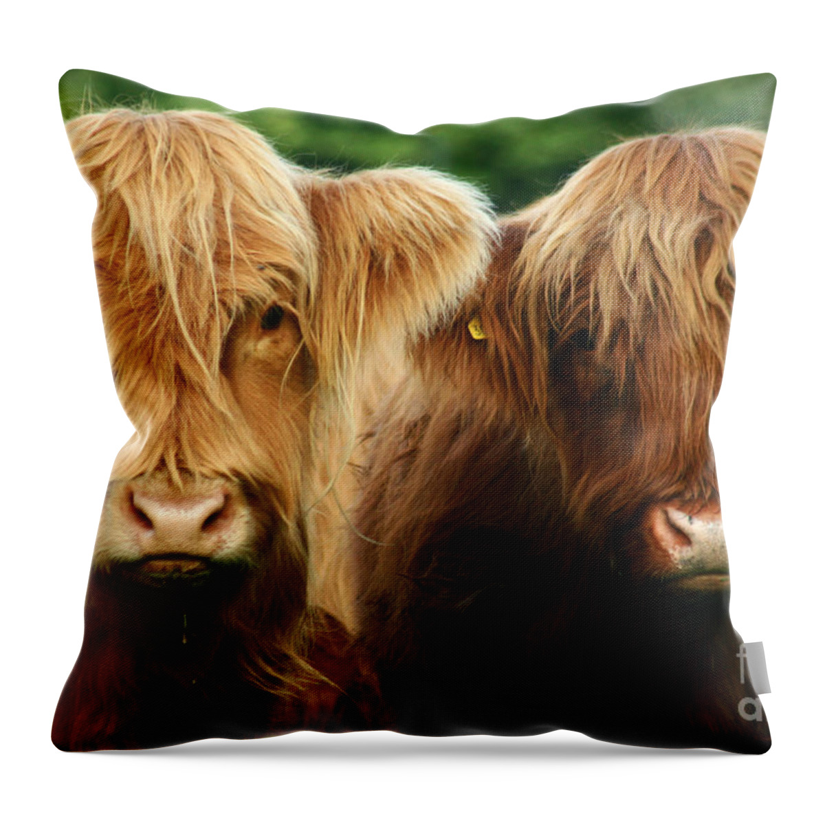 Cow Throw Pillow featuring the photograph Yeti Cows by Ang El