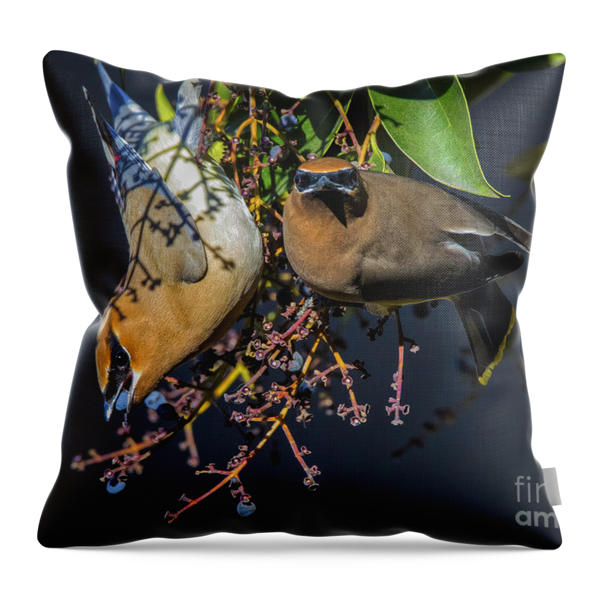 Ying Yang Throw Pillow featuring the photograph Ying Yang by Mitch Shindelbower