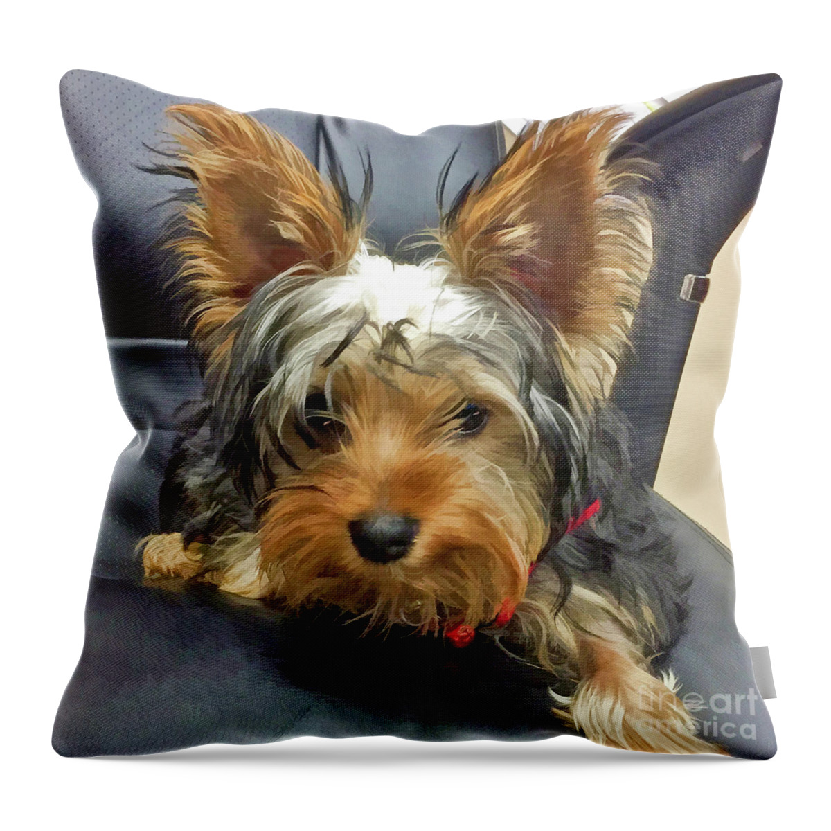 Yorkshire Terrier Throw Pillow featuring the photograph Yorkshire Terrier by Kathy Baccari
