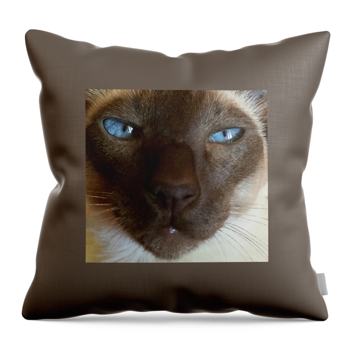 Siamese Throw Pillow featuring the photograph You Have My Attention by Tania Read