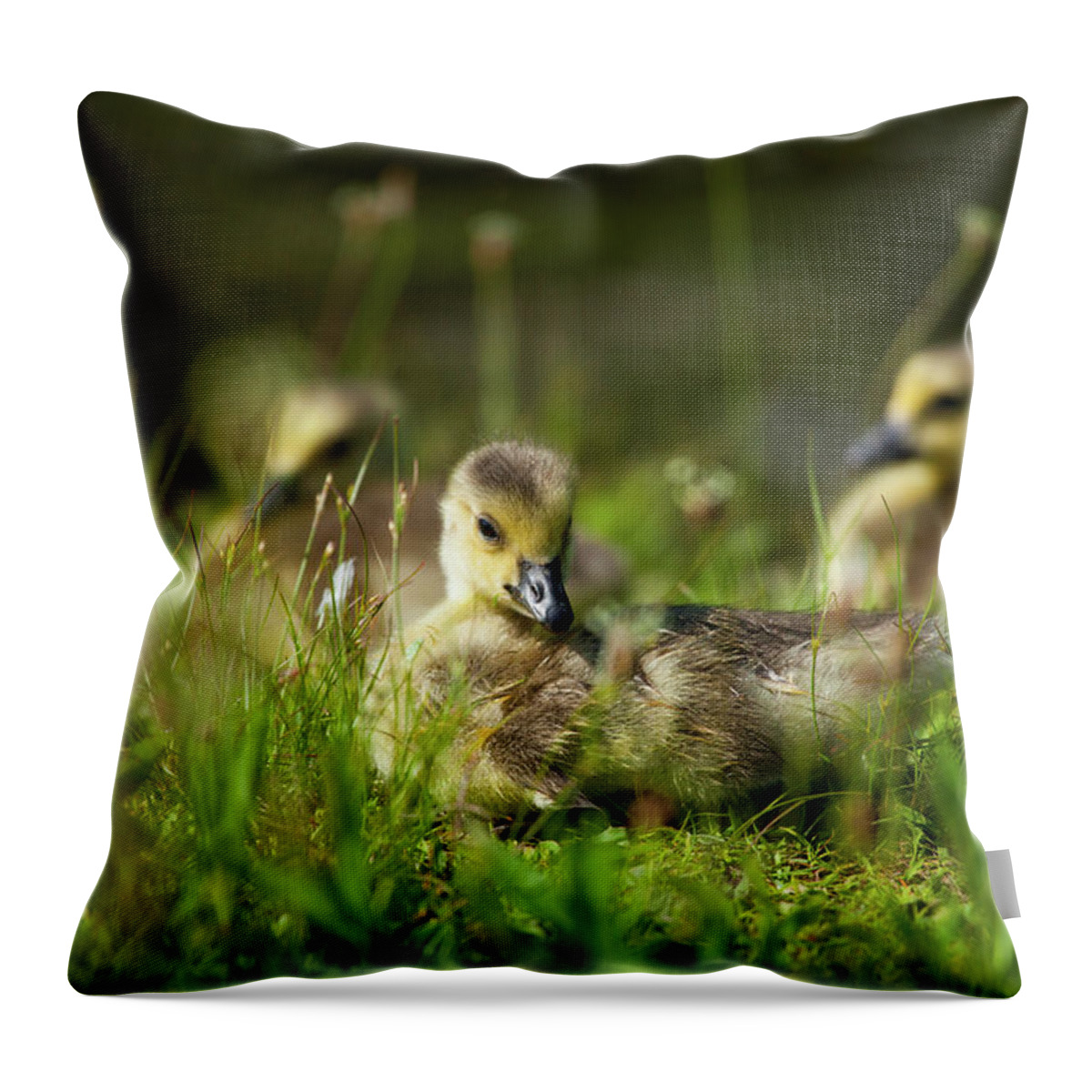 Cute Throw Pillow featuring the photograph Young And Adorable by Karol Livote