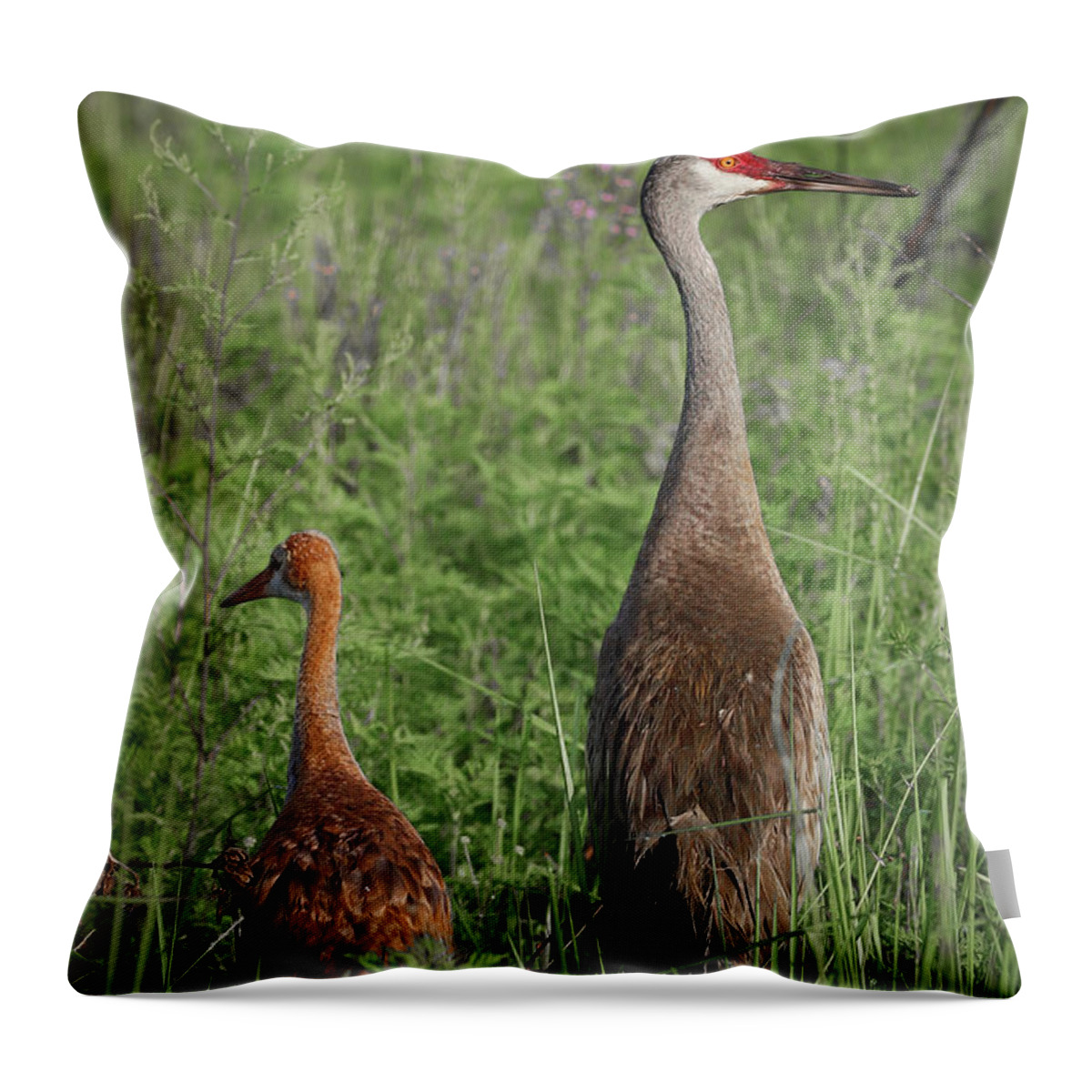 Bird Throw Pillow featuring the photograph Young and Adult Sandhills by Tom Claud