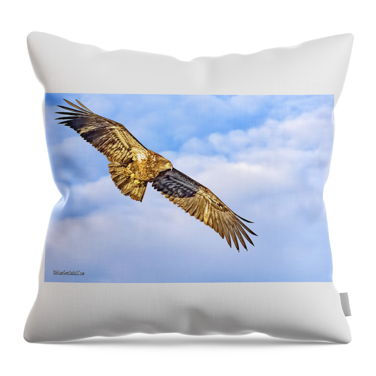 Eagle Throw Pillow featuring the photograph Young Bald Eagle by LeeAnn McLaneGoetz McLaneGoetzStudioLLCcom