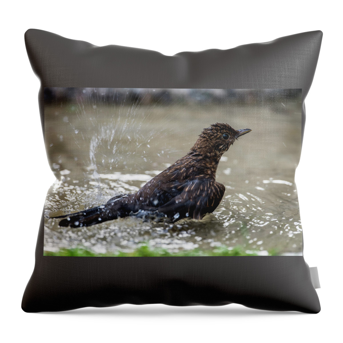 Young Blackbird's Bath Throw Pillow featuring the photograph Young Blackbird's bath by Torbjorn Swenelius