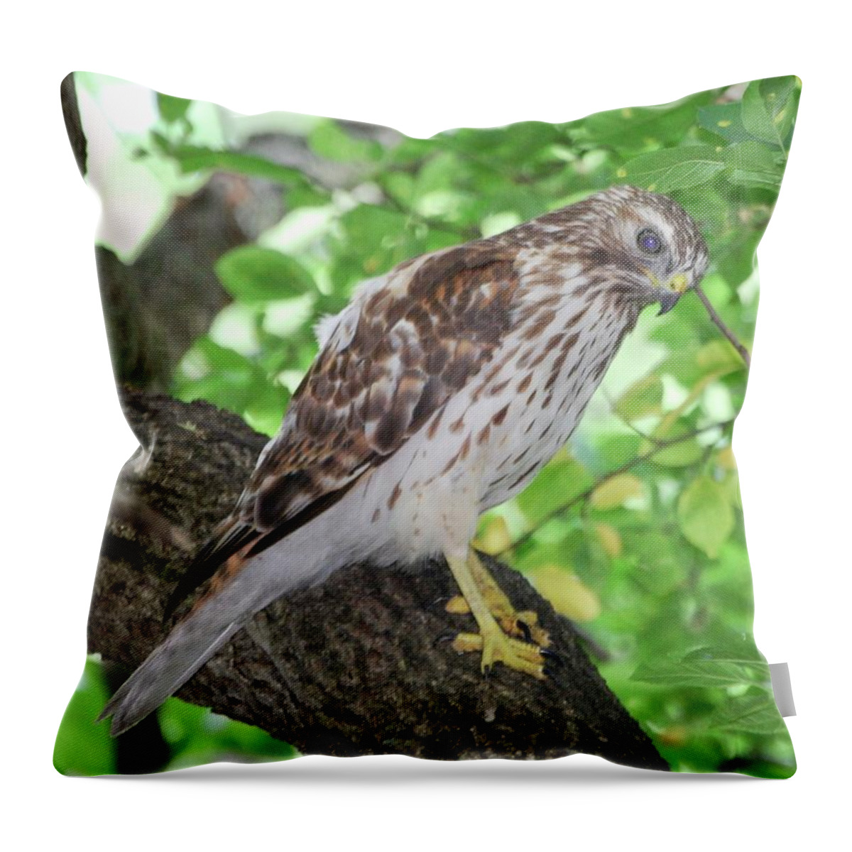Red Shouldered Hawk Throw Pillow featuring the photograph Young Red Shouldered by Sonja Jones