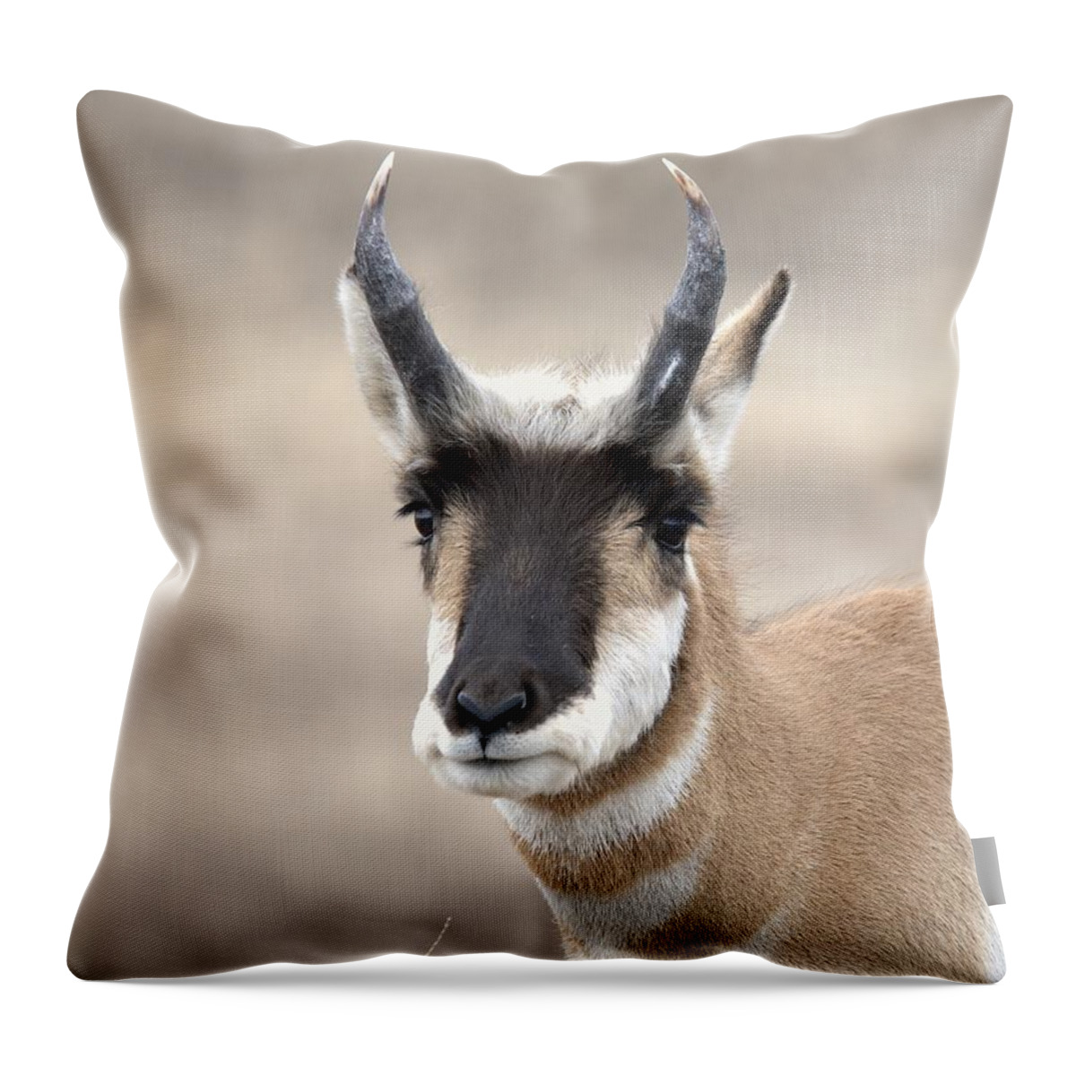 American Pronghorn Antelope Goat Outdoors Wildlife Nature Animal Throw Pillow featuring the photograph Young Buck Pronghorn by Dirk Johnson