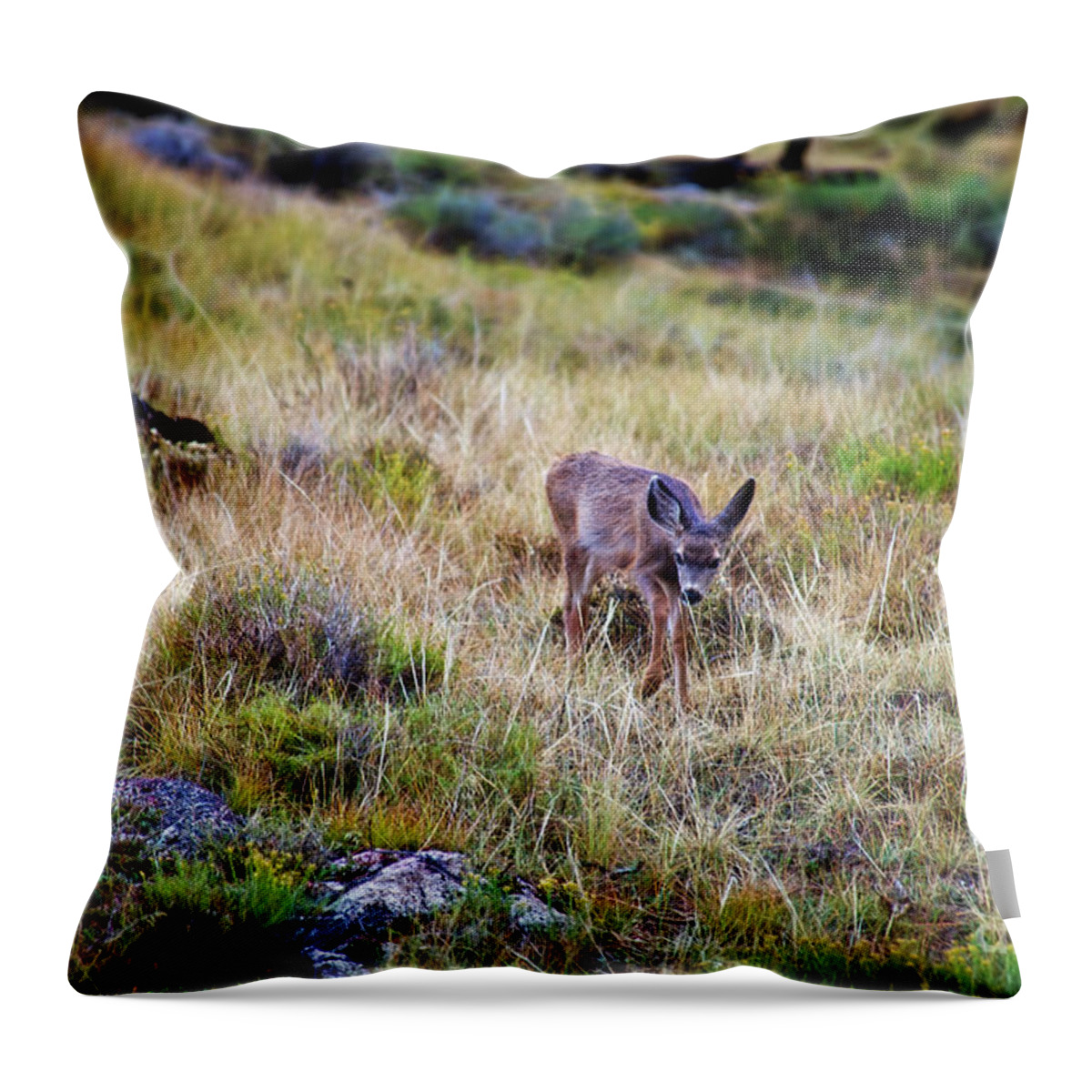 Deer Throw Pillow featuring the photograph Young Deer 2 by David Arment