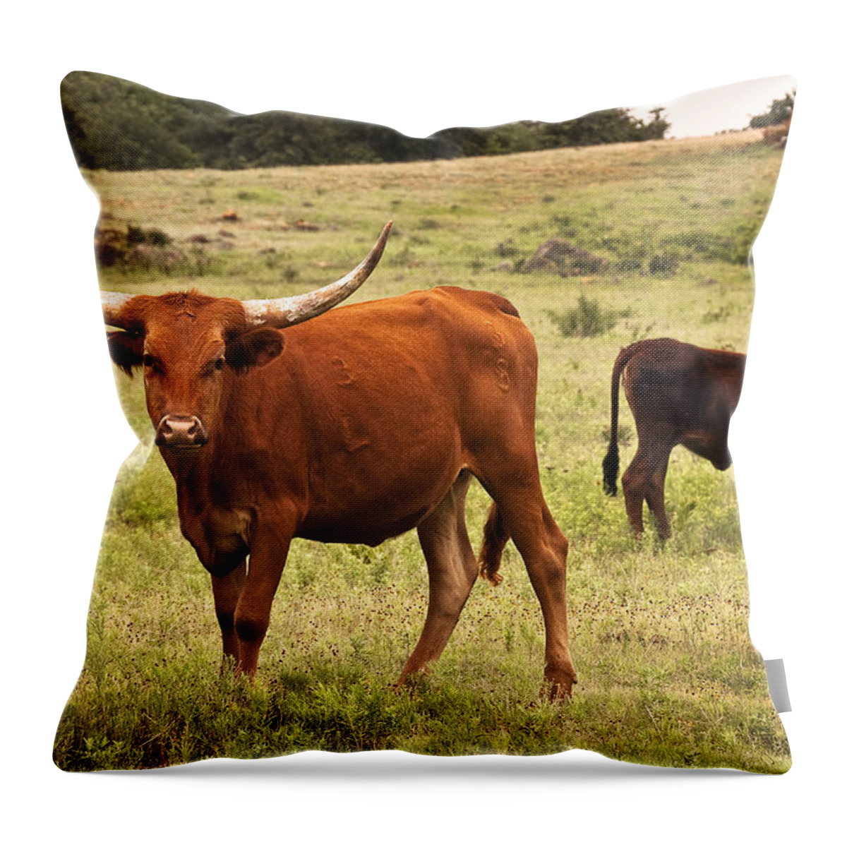 Animal Throw Pillow featuring the photograph Young Longhorn by Tamyra Ayles