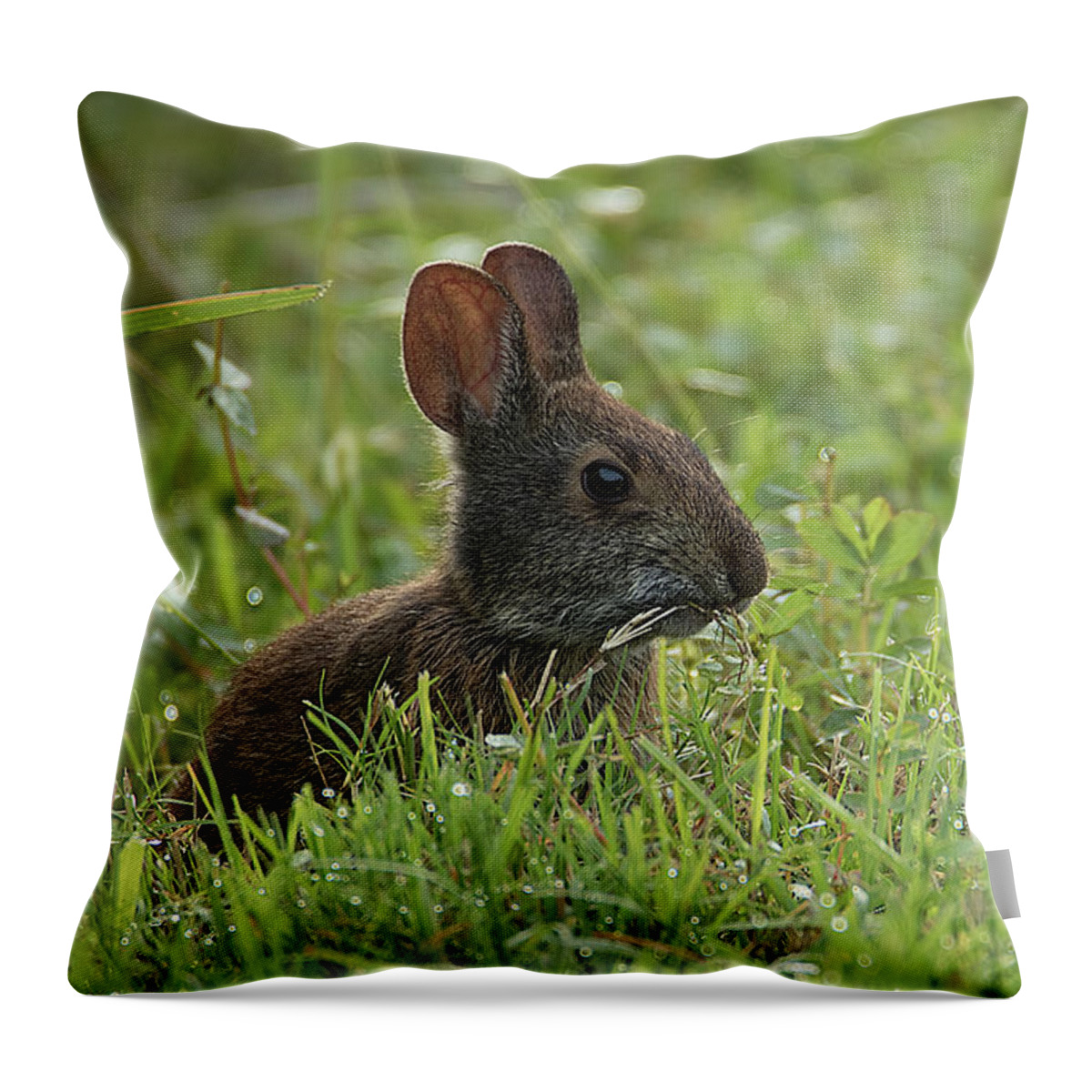 Rabbit Throw Pillow featuring the photograph Young Rabbit Dining by Richard Goldman