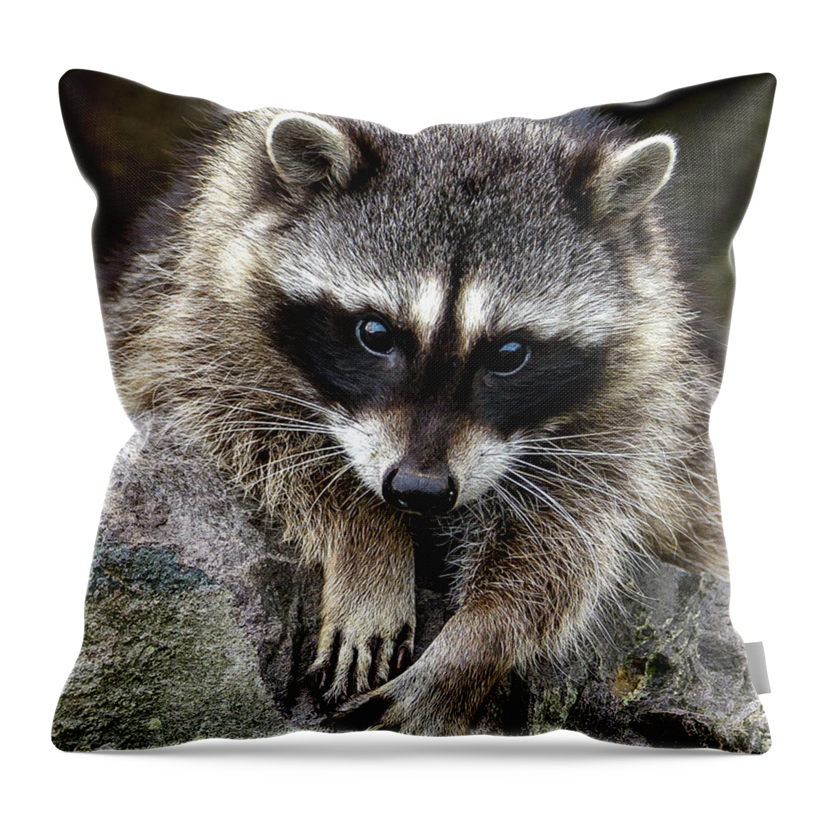 Raccoon Throw Pillow featuring the photograph Young Raccoon by Jerry Cahill