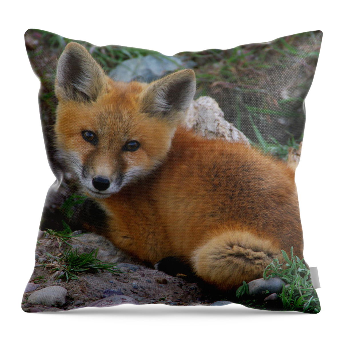 Red Fox Throw Pillow featuring the photograph Young Red Fox by Larry Kjorvestad