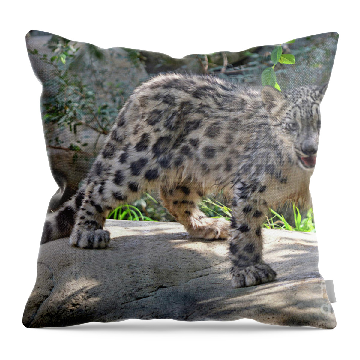 Animal Throw Pillow featuring the photograph Young Snow Leopard by Dan Holm