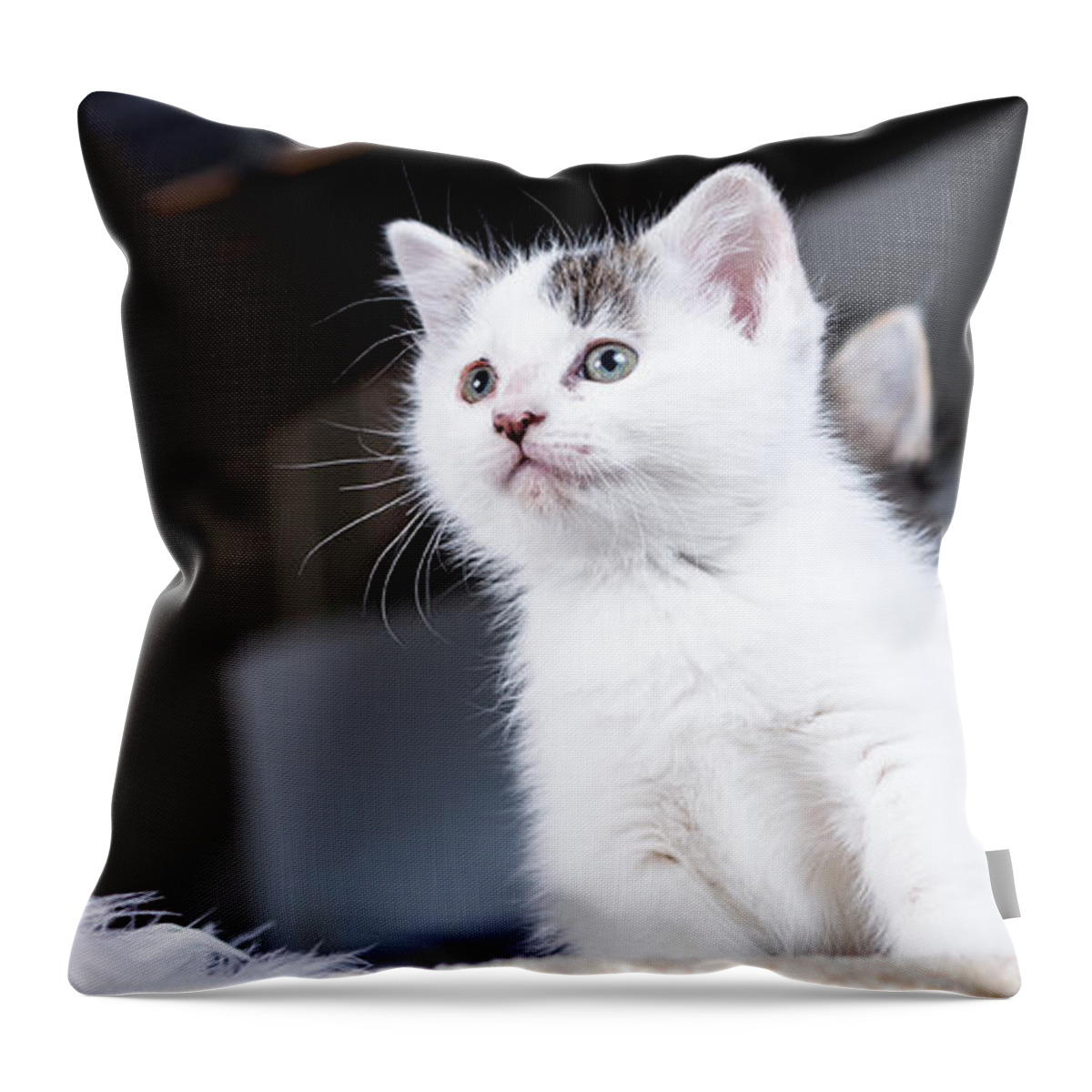Animal Throw Pillow featuring the photograph Young Warrior by Lawrence Burry
