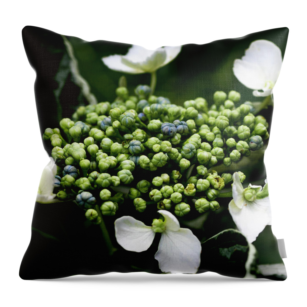 Flower Throw Pillow featuring the digital art Young White Lace Hydrangea by Ed Stines