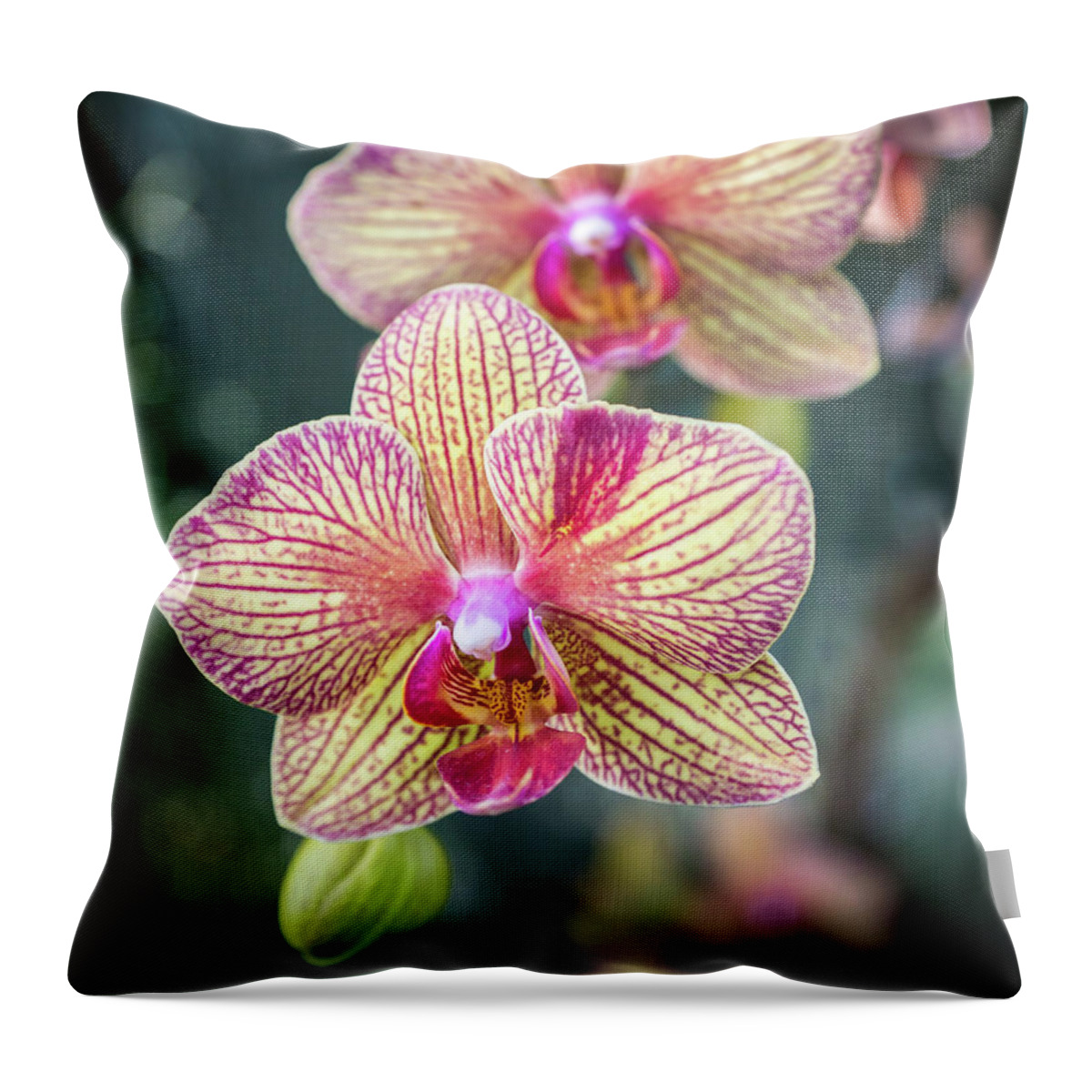 Orchid Throw Pillow featuring the photograph You're So Vain by Bill Pevlor