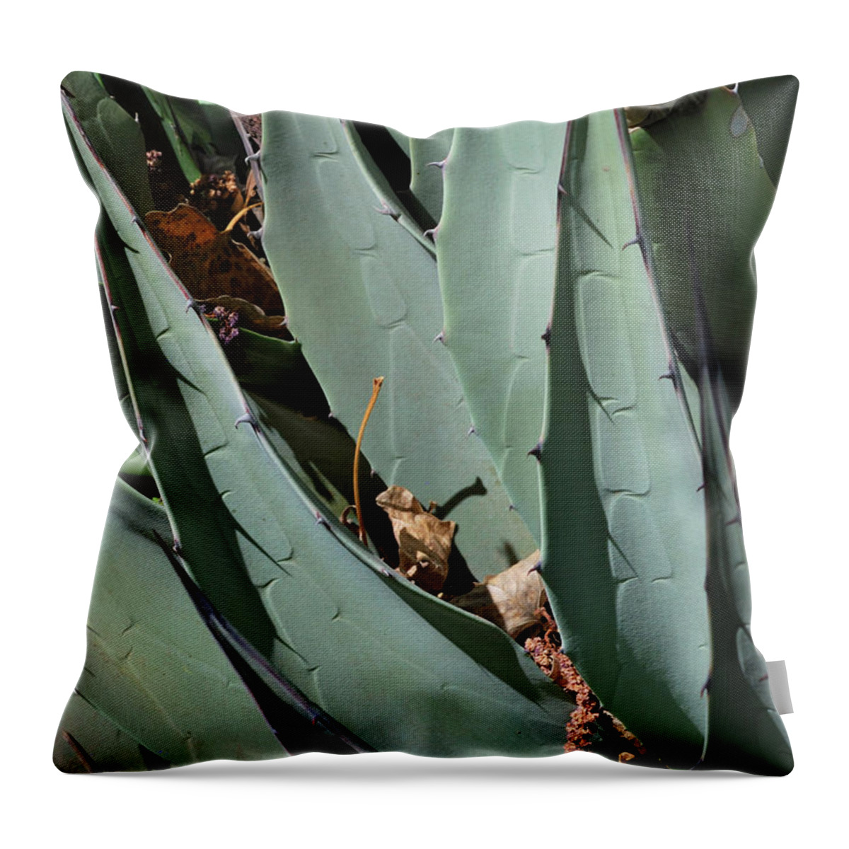 Nature Throw Pillow featuring the photograph Yucca Leaves by Ron Cline
