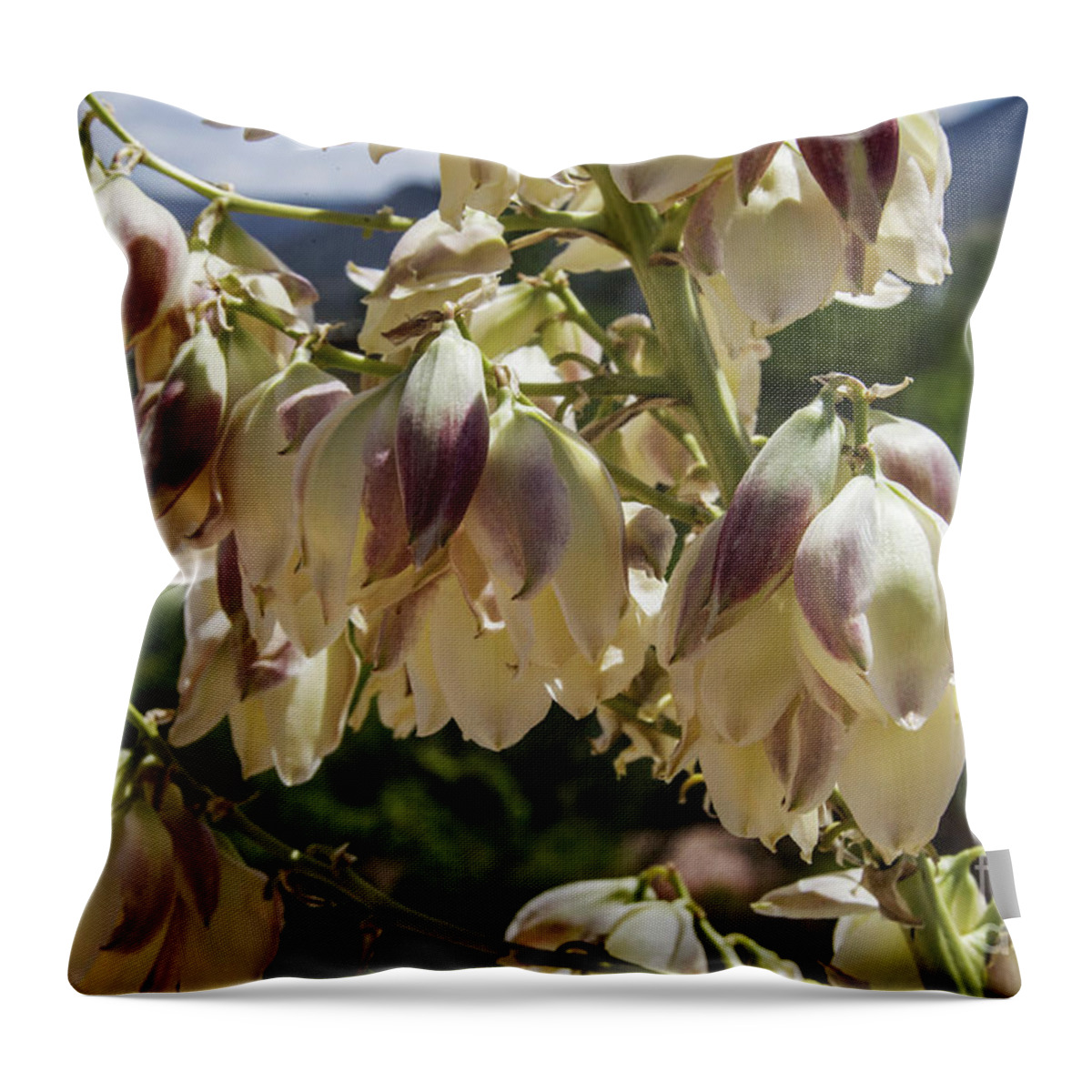 Flowers; Wildflowers; Desert; Plants; Southwest Throw Pillow featuring the photograph Yucca, New Blooms by Kathy McClure