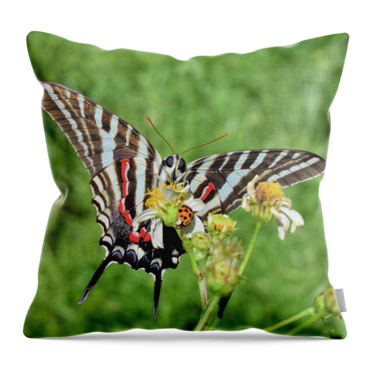 Photograph Throw Pillow featuring the photograph Zebra Swallowtail and Ladybug by Larah McElroy