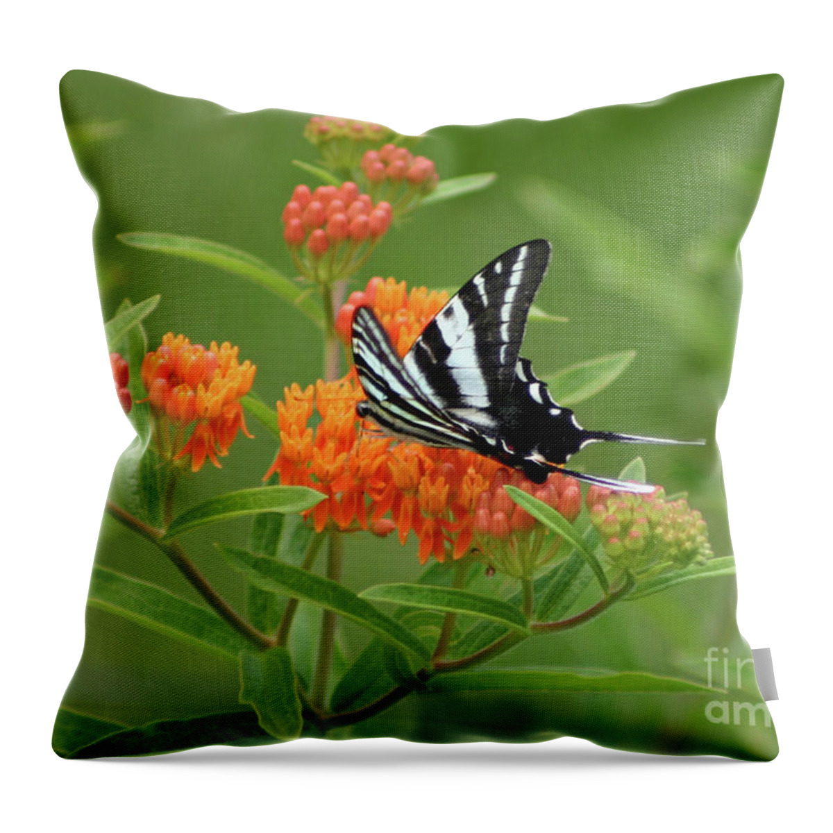 Zebra Swallowtail Butterfly Throw Pillow featuring the photograph Zebra Swallowtail Butterfly 15264_v1 by Robert E Alter Reflections of Infinity