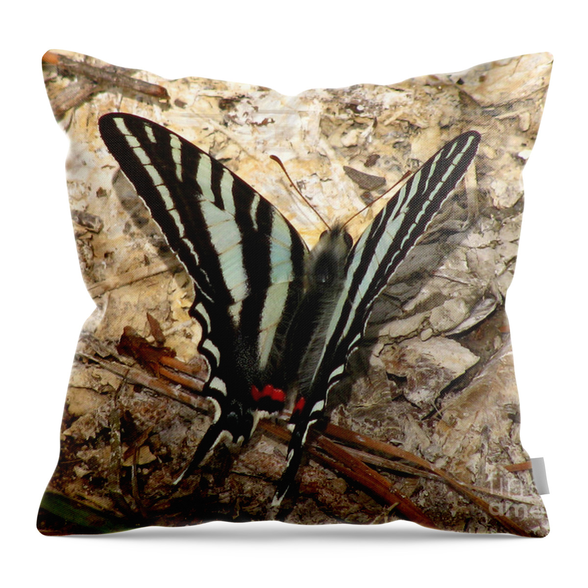 Butterfly Throw Pillow featuring the photograph Zebra Swallowtail by Donna Brown