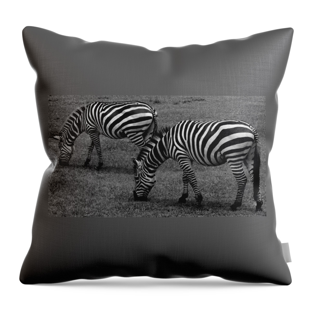 Dade City Throw Pillow featuring the photograph Zebras Grazing by Julie Pappas