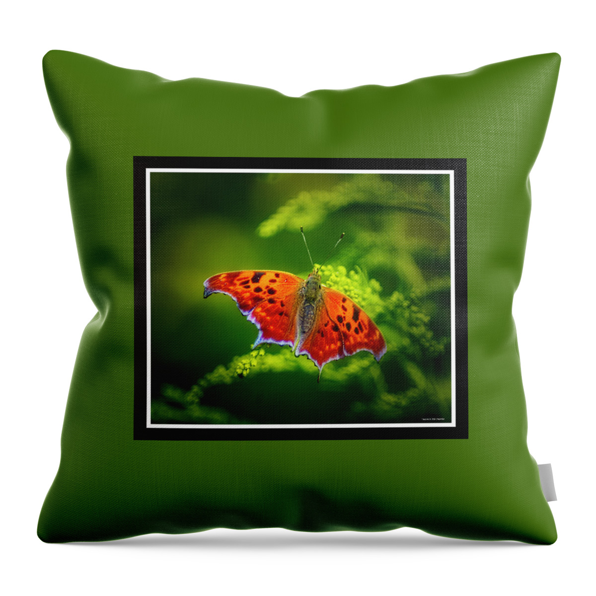 Butterfly Throw Pillow featuring the photograph 091319-81 by Mike Davis