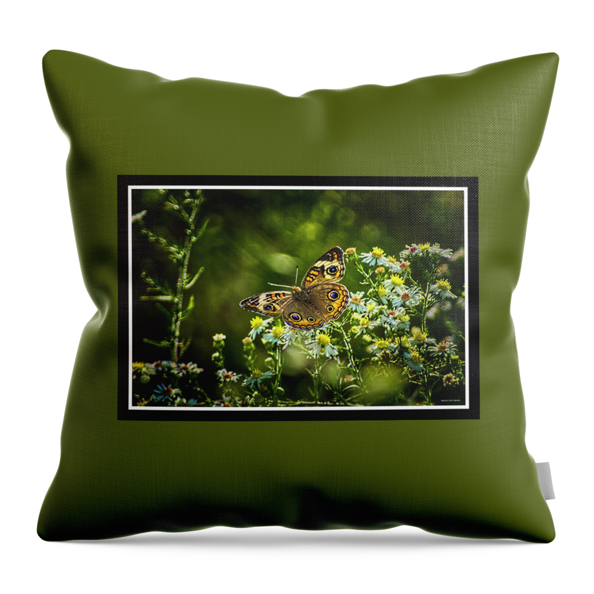 Butterfly Throw Pillow featuring the photograph 092219-5 by Mike Davis