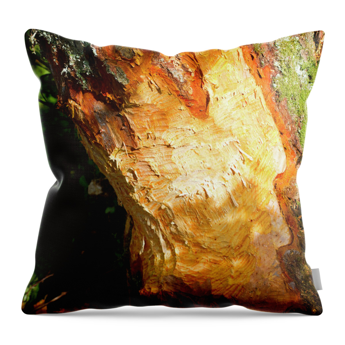 Plant Throw Pillow featuring the photograph Alder Tree Eaten At Its Base By Beaver Bevis Trust #1 by David Woodfall / Naturepl.com
