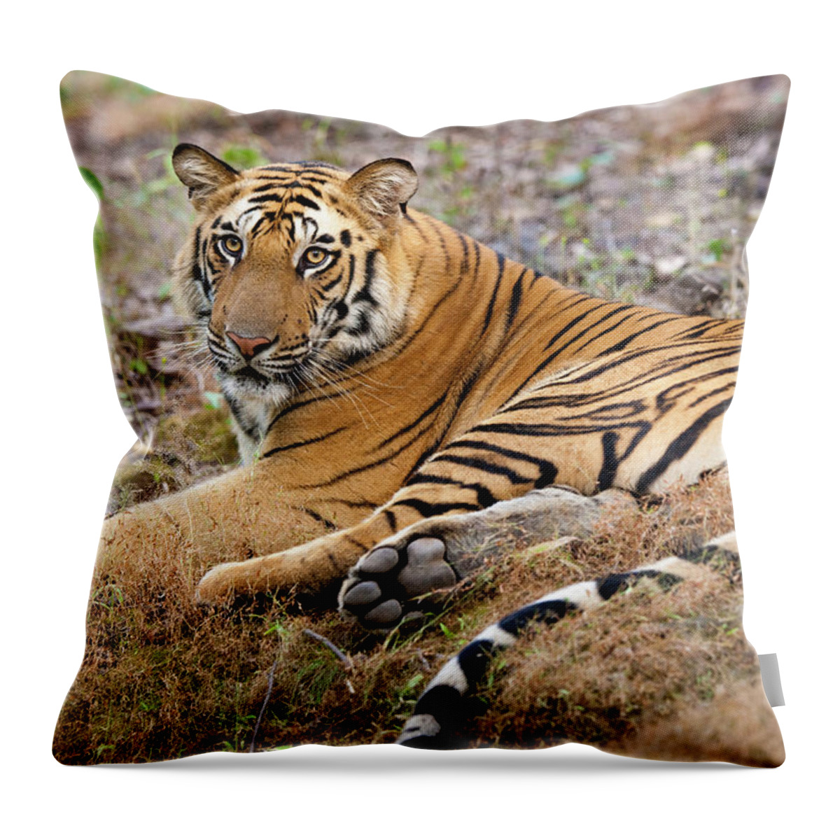Looking Over Shoulder Throw Pillow featuring the photograph An Adult Tiger In Bandhavgarh National #1 by Mint Images - Art Wolfe