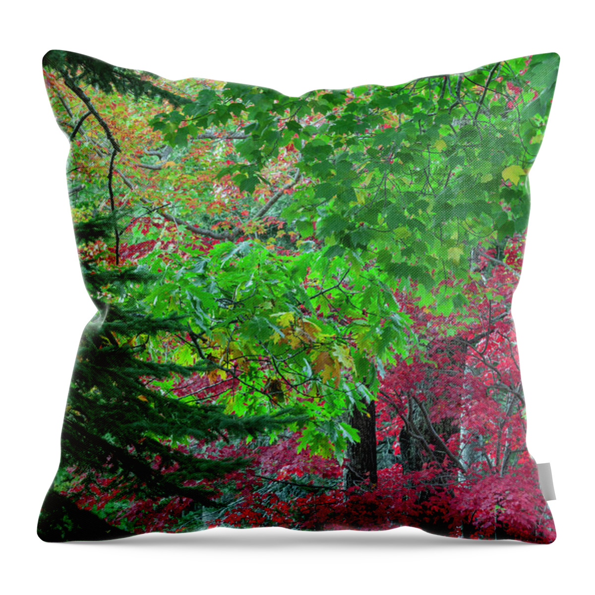 Tranquility Throw Pillow featuring the photograph Autumn Forest Colors In Maine #1 by Jerry Whaley