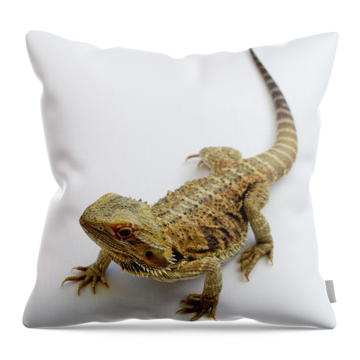 Lizard Throw Pillow featuring the photograph Bearded Dragon Lizard #1 by Nathan Abbott