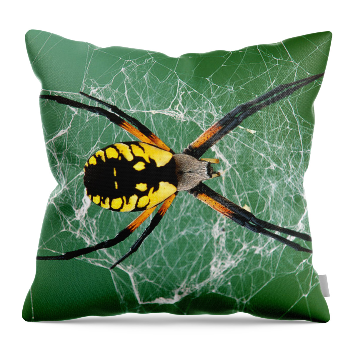 Arachnid Throw Pillow featuring the photograph Black-and-yellow Argiope Spider #1 by Michael Lustbader