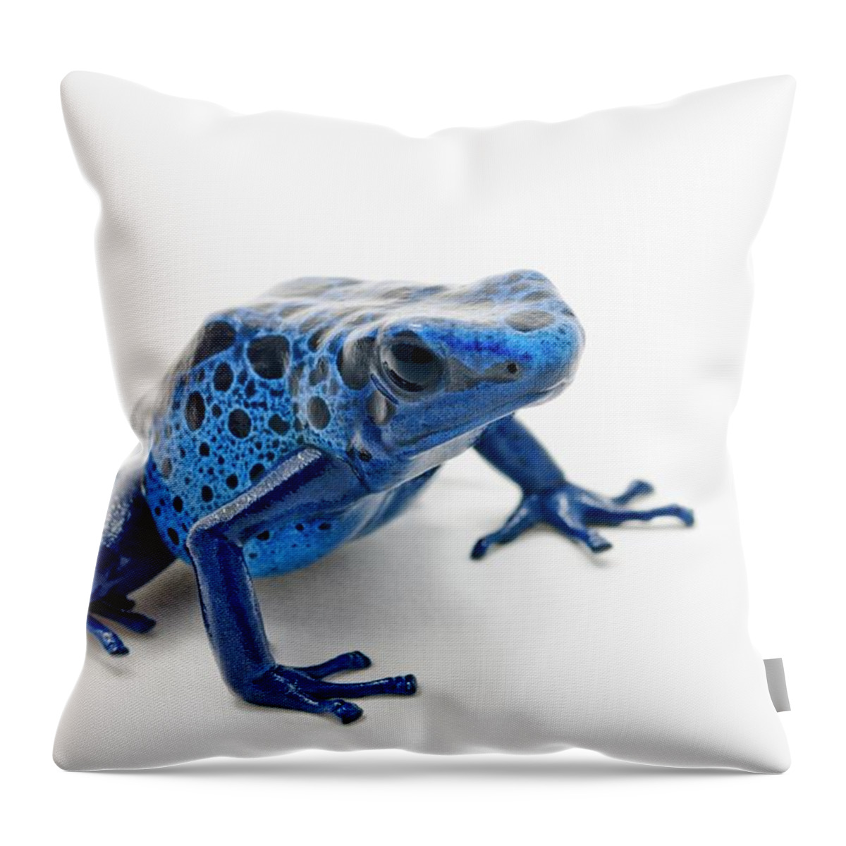 White Background Throw Pillow featuring the photograph Blue Poison Dart Frog Dendrobates #1 by Design Pics / Corey Hochachka