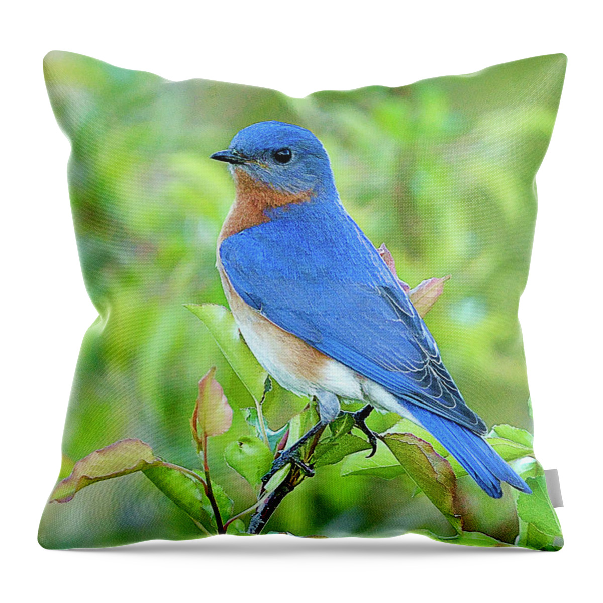 Bluebird Throw Pillow featuring the photograph Bluebird Joy #2 by William Jobes