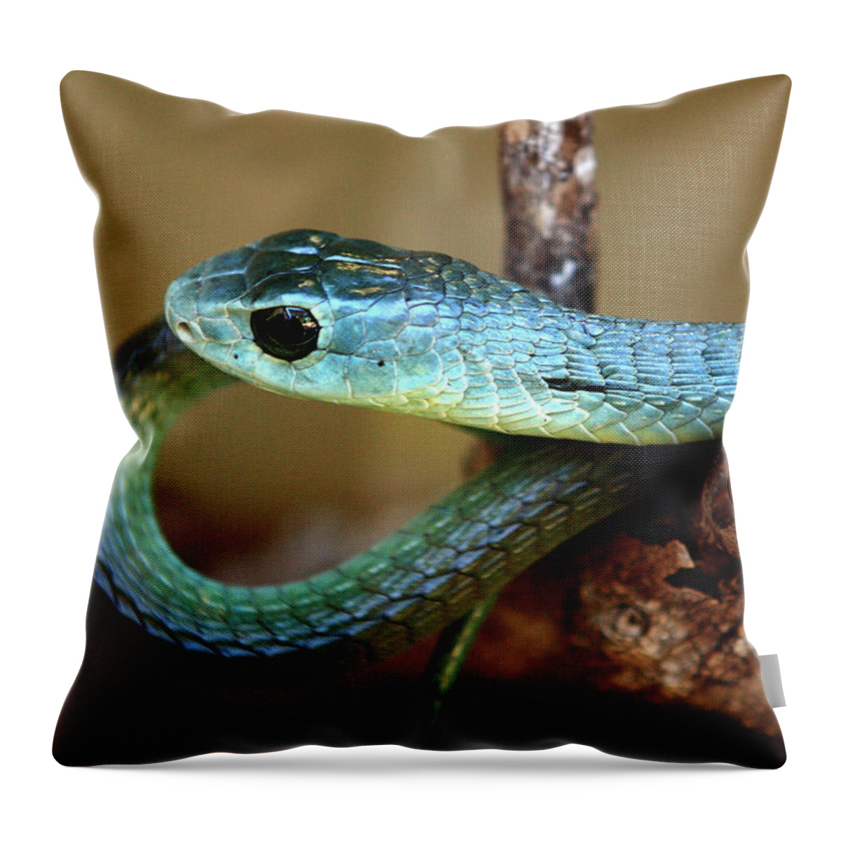 Snakes Throw Pillow featuring the photograph Boomslang #2 by Aidan Moran