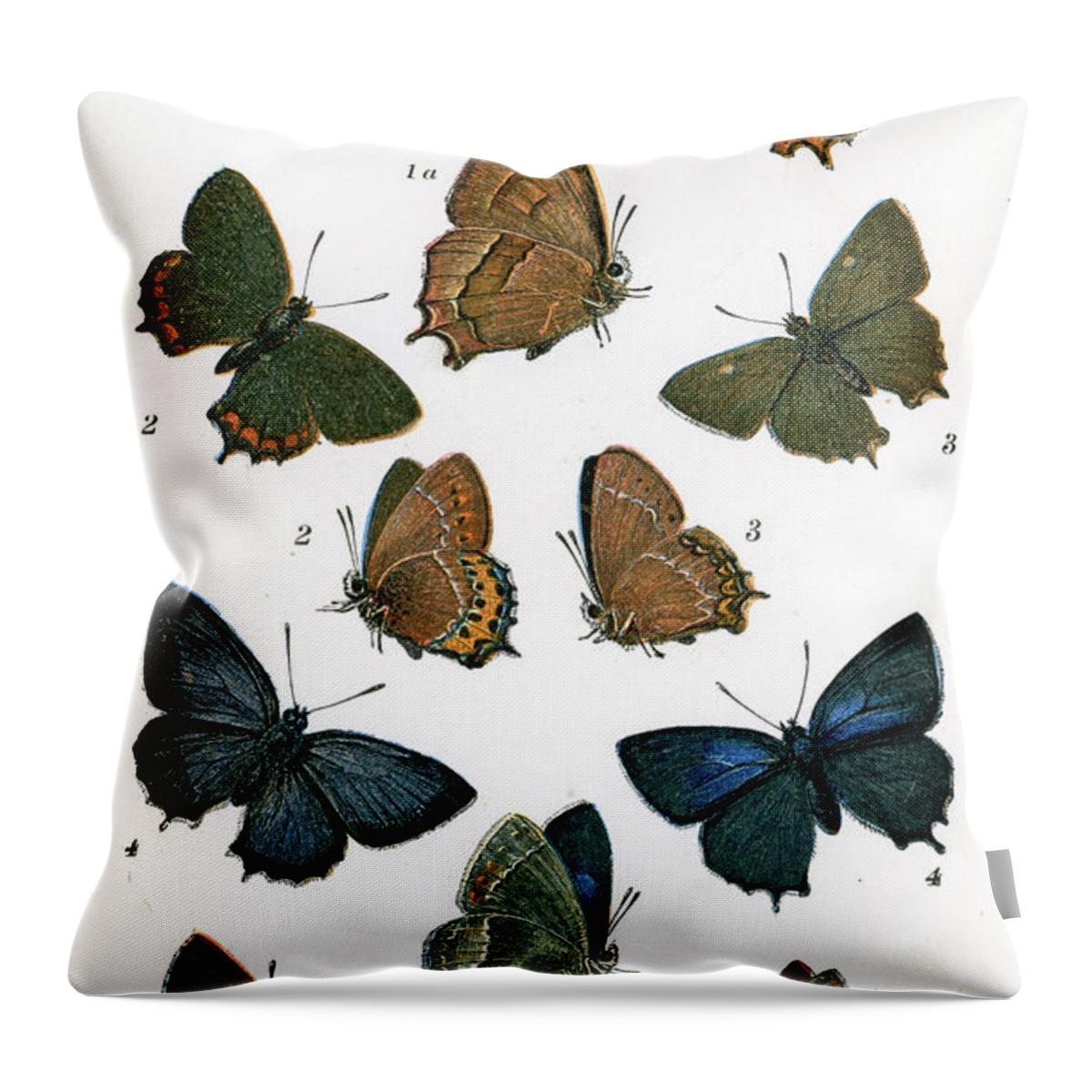 Hairstreak Butterfly Throw Pillow featuring the digital art Butterflies #1 by Duncan1890